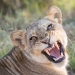 <h2>The Best of South Africa 2017</h2>14 Nights, 4 on Safari | 5 Rounds | Wine Tours & Sightseeing | November 3 – 17