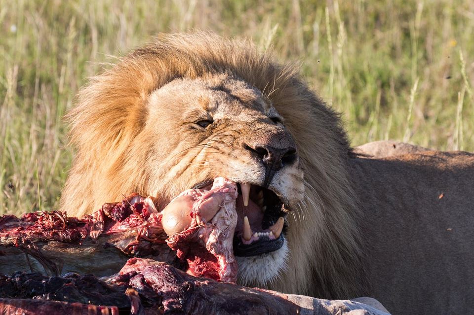 <h2>The Best of South Africa Escorted 2016</h2>13 Nights, 3 on Safari at Shamwari Game Preserve | 5 Rounds | March 2 – 16