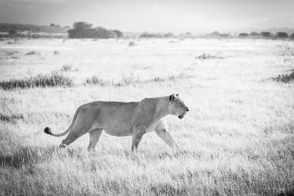 <h2>The Best of South Africa Escorted 2016</h2>13 Nights, 3 on Safari at Shamwari Game Preserve | 5 Rounds | March 2 – 16