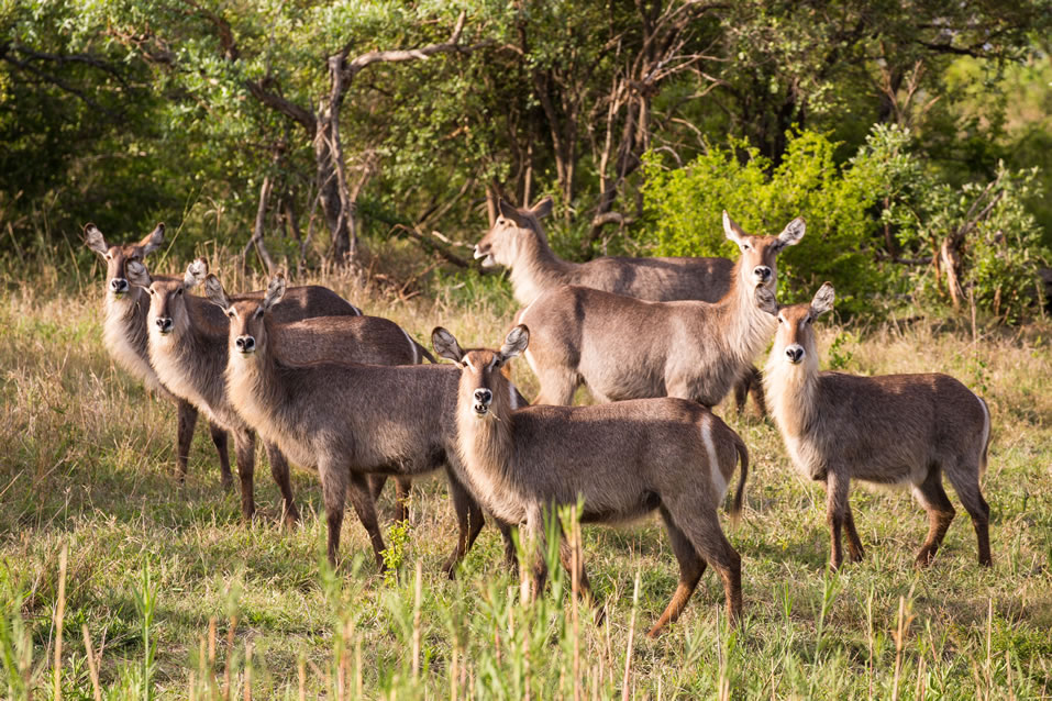 <h2>The Best of South Africa 2017</h2>14 Nights, 4 on Safari | 5 Rounds | Wine Tours & Sightseeing | November 3 – 17